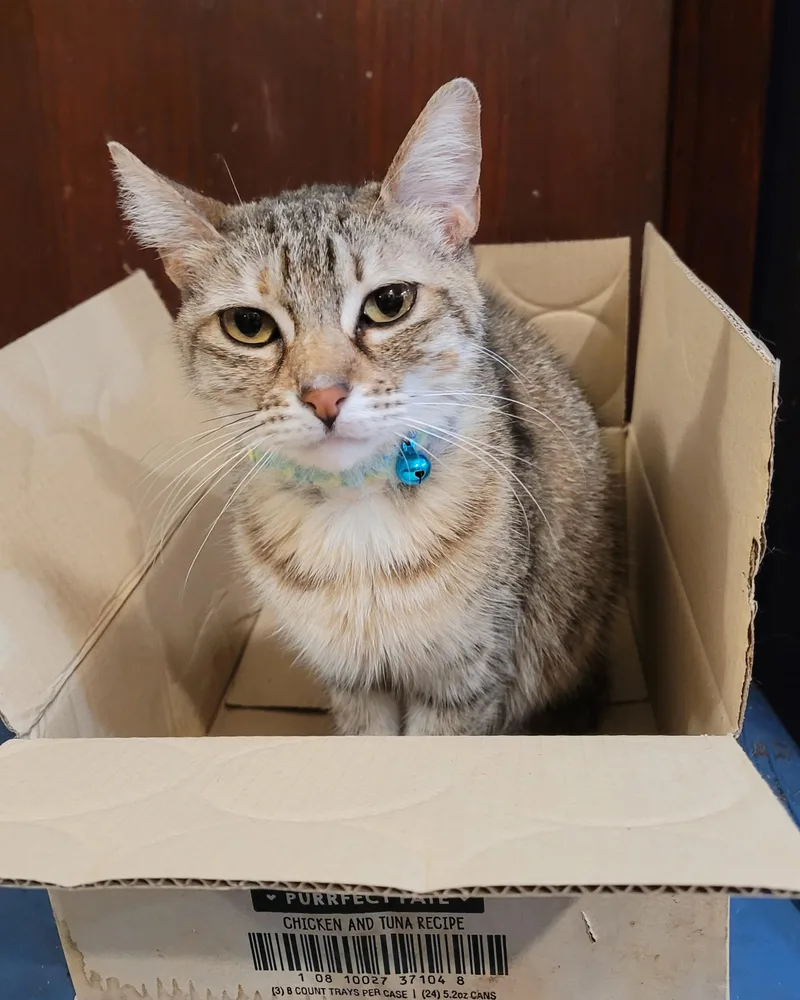 An adult medium-sized female Tabby (Buff / Tan / Fawn) Domestic Short Hair cat named Ally for adoption in RIVERSIDE, CA