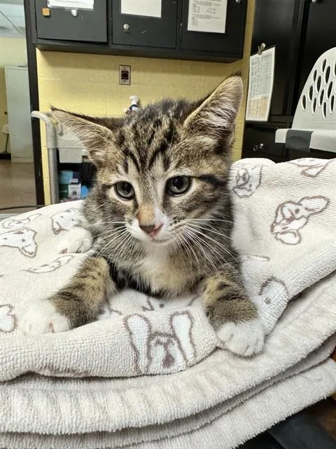 A baby medium-sized female Domestic Short Hair cat named Maddy for adoption in Cookeville, TN