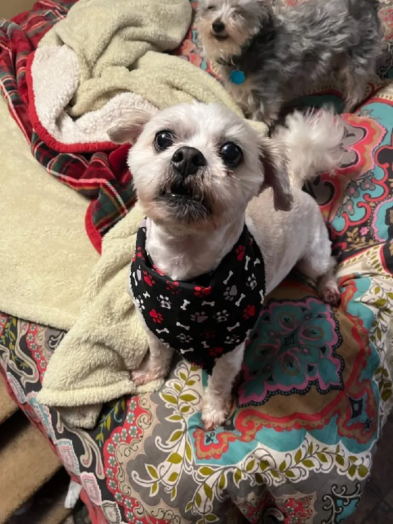 Ted Bear thumbnail 2