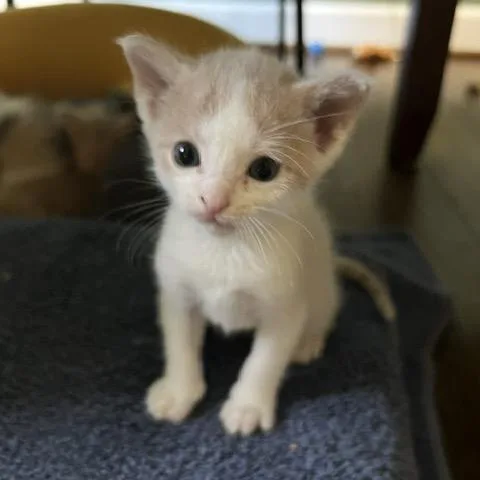 A baby small-sized male Buff / Tan / Fawn Domestic Short Hair cat named Eli for adoption in Aldie, VA