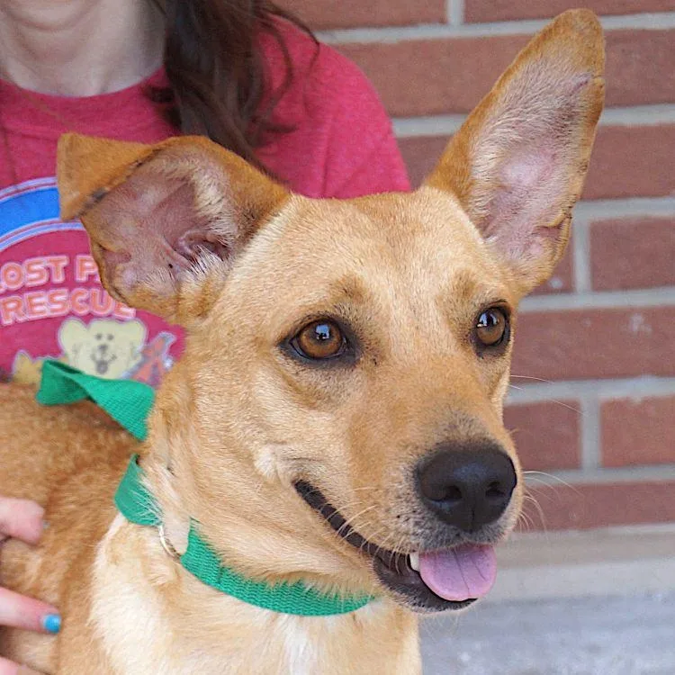 An adult small-sized female Golden Dachshund dog named Erica for adoption in Carrollton, TX