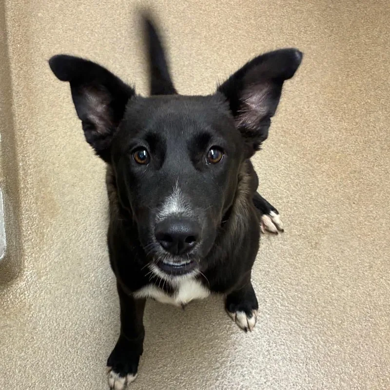 A young medium-sized male Black Shepherd dog named Ryatt for adoption in Corpus Christi, TX