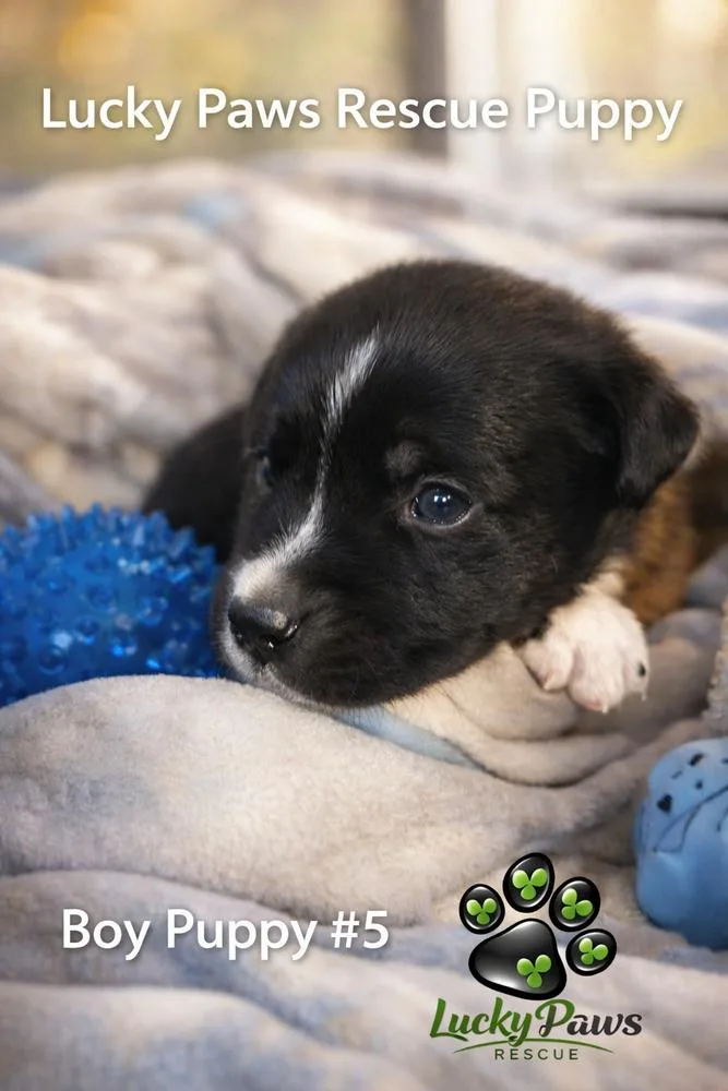 Spring Litter: Patch