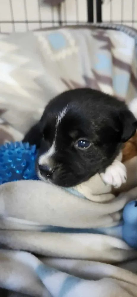 Spring Litter:  Patch thumbnail 2