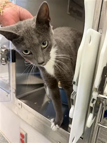 A young medium-sized female Domestic Short Hair cat named Ginny for adoption in Houston, TX