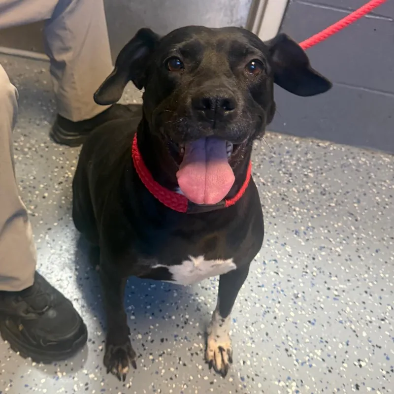 A senior large-sized female Black Labrador Retriever dog named Kola for adoption in Tuscaloosa, AL