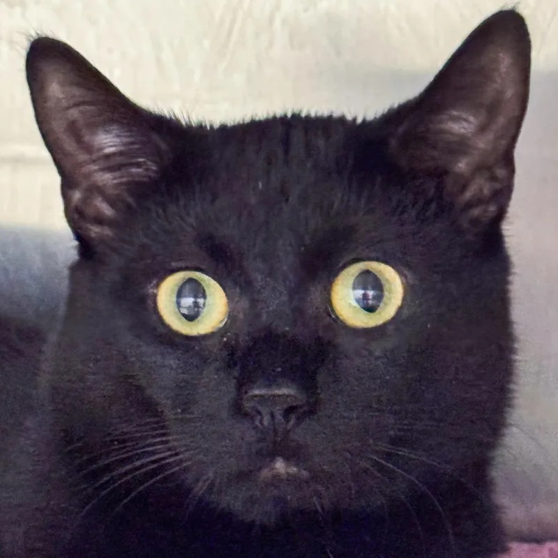 An adult medium-sized male Black Domestic Short Hair cat named Michael for adoption in Kennebunk, ME