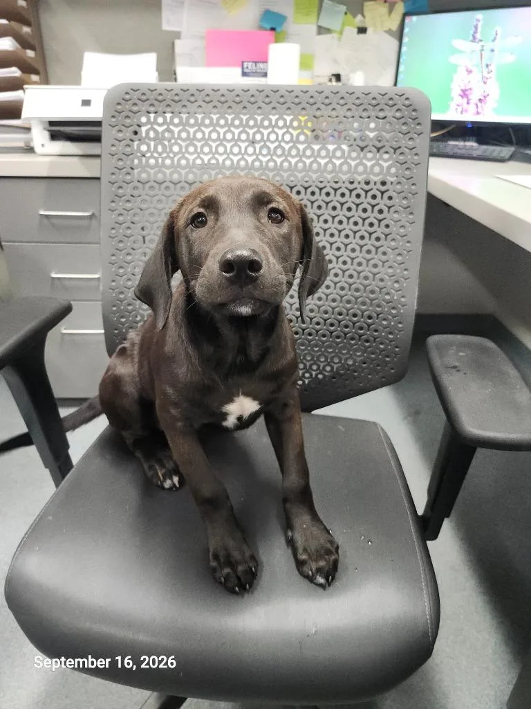 A baby small-sized female Labrador Retriever dog named Cora for adoption in Sapulpa, OK