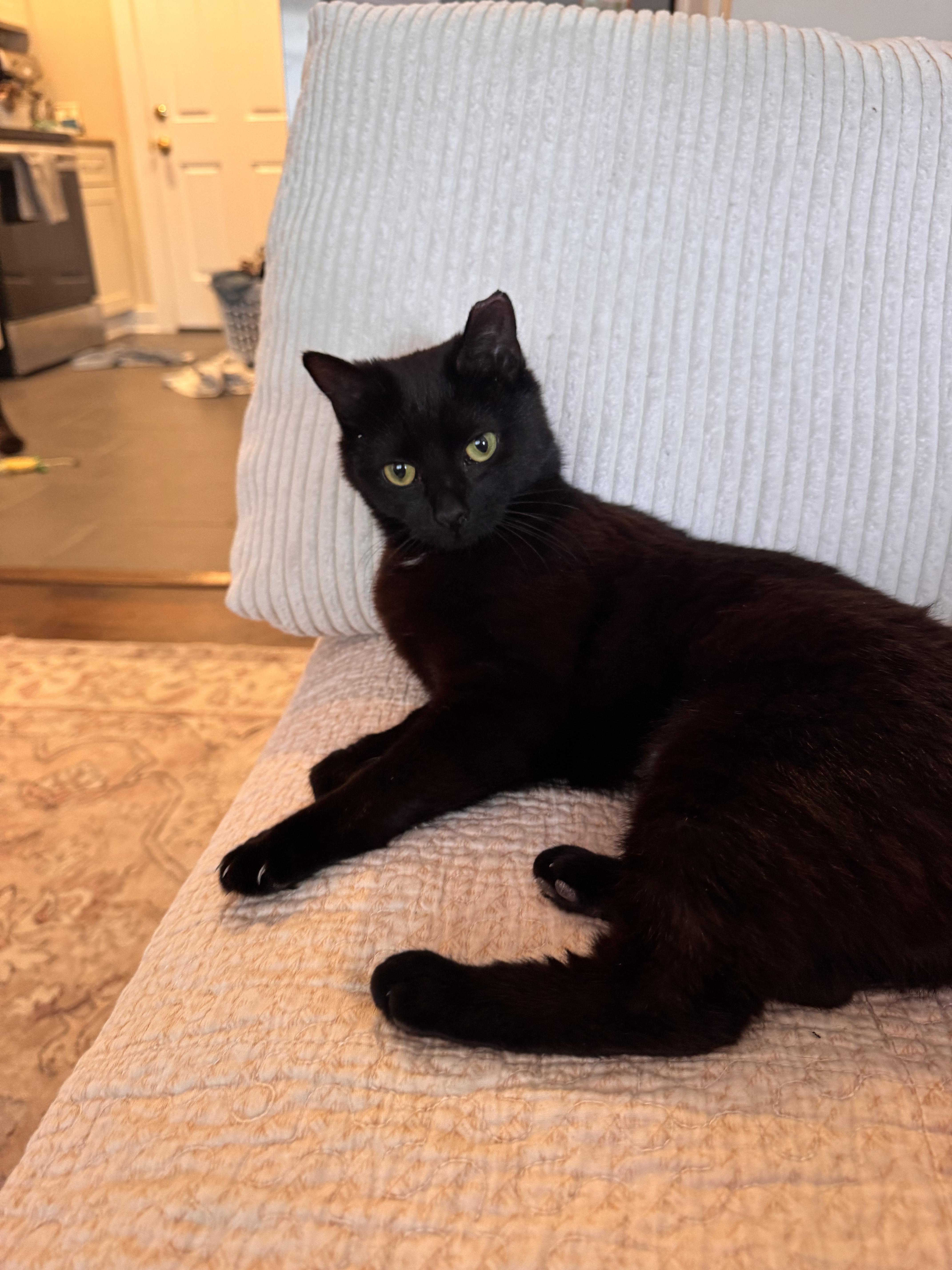 A young small-sized female Black Domestic Short Hair cat named Twizzler for adoption in Nashville, TN