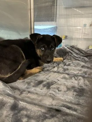 A baby small-sized male German Shepherd Dog dog named Marty for adoption in Fresno, CA