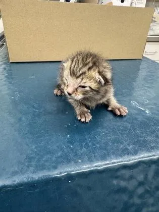 A baby small-sized male Domestic Short Hair cat named Bruno for adoption in Gainesville, FL