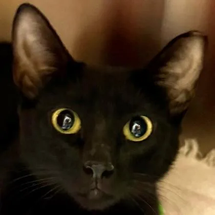A baby medium-sized female Domestic Short Hair cat named Fish Queen for adoption in Pleasanton, CA