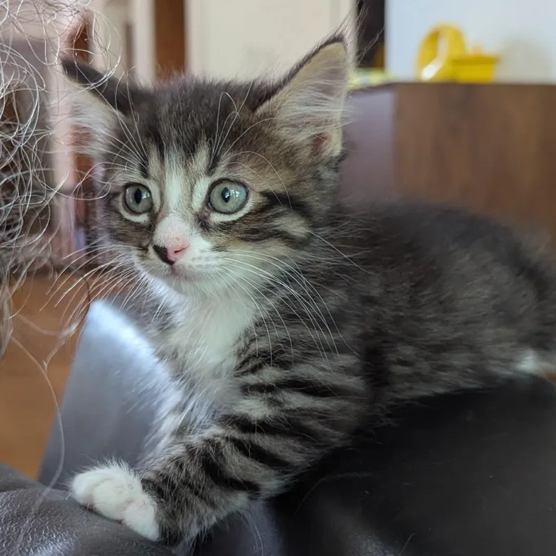 A baby small-sized female Brown / Chocolate Domestic Short Hair cat named Murphy for adoption in Houston, TX