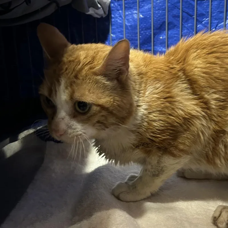 An adult medium-sized male Domestic Short Hair cat named Oscar for adoption in Midland, TX