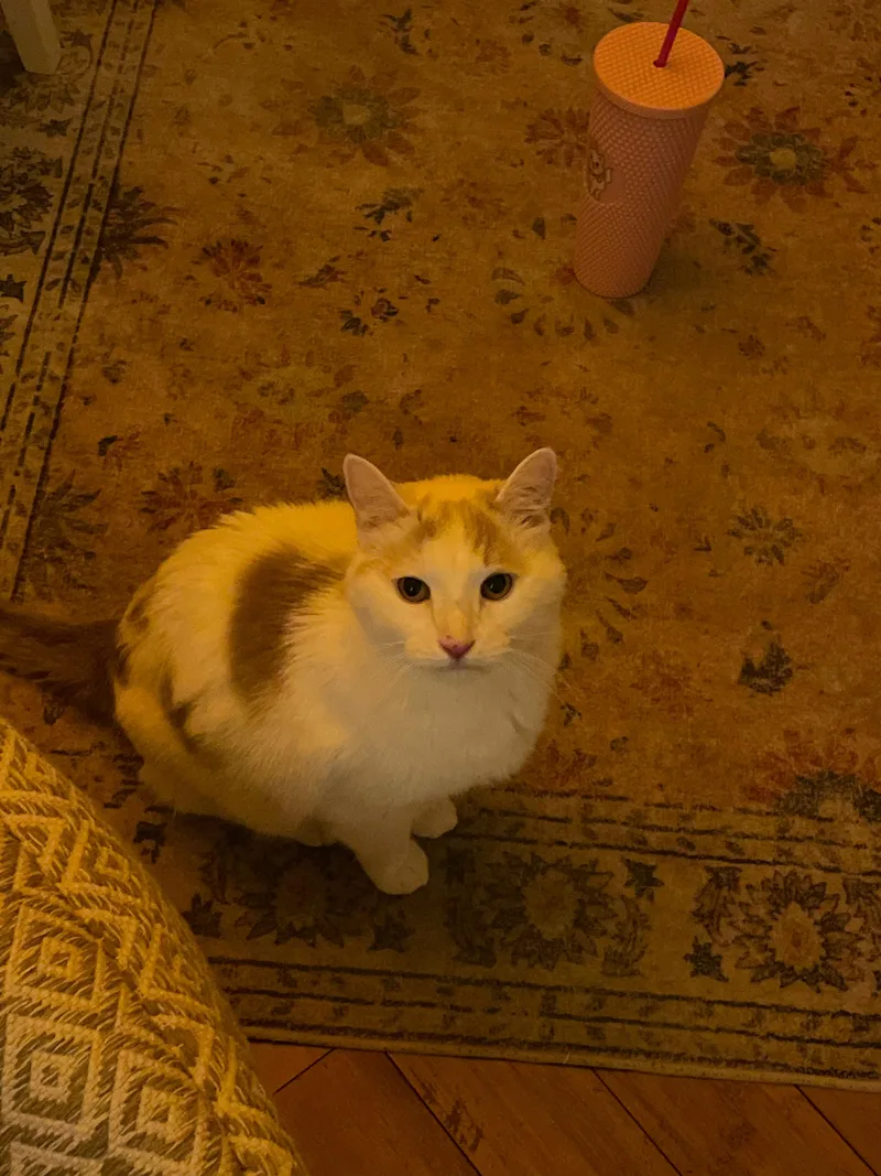 A senior large-sized male Buff / Tan / Fawn Domestic Short Hair cat named Bo for adoption in New York, NY