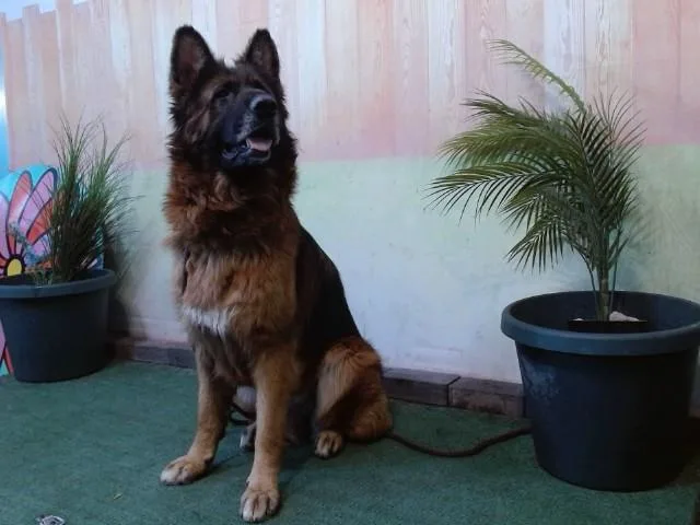 An adult medium-sized female German Shepherd Dog dog named Strawberry for adoption in Baldwin Park, CA