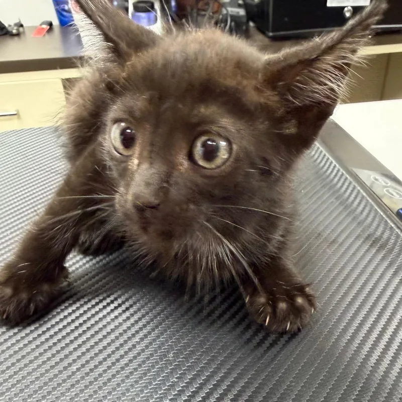 A baby small-sized male Domestic Short Hair cat named Fayetteville for adoption in Starkville, MS