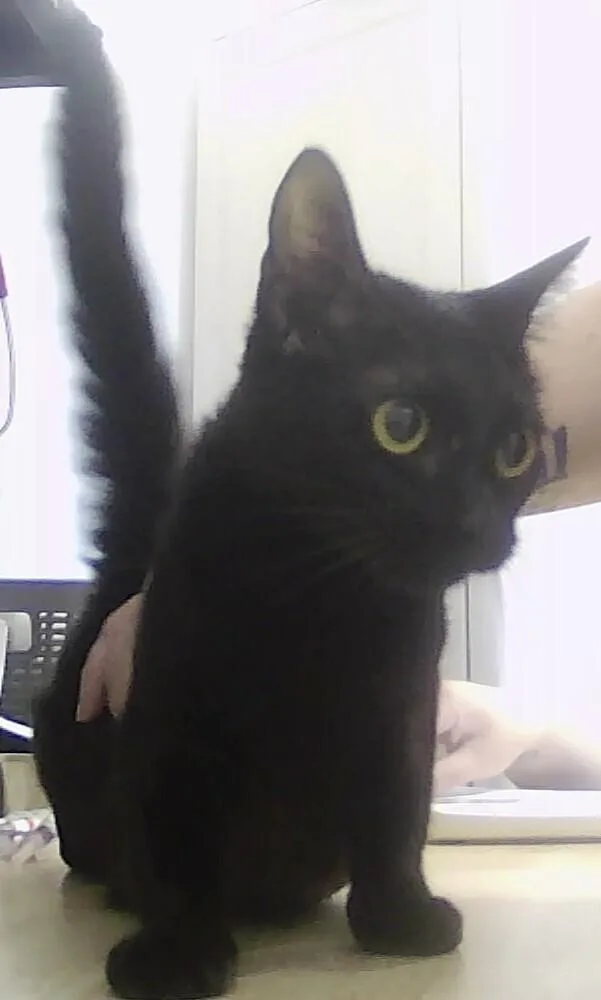 An adult medium-sized female Black Domestic Short Hair cat named Margaret for adoption in Anoka, MN