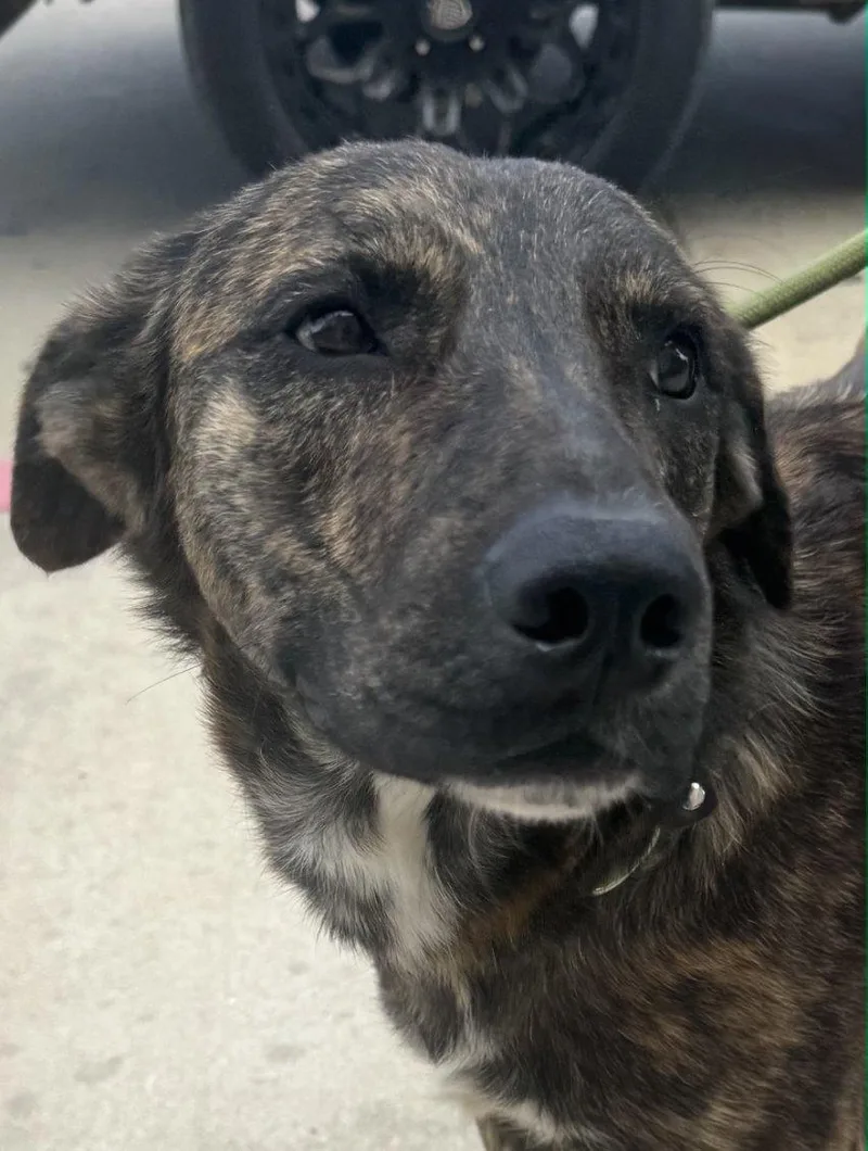 Blaze thumbnail 5