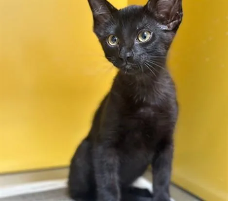 A baby medium-sized male Domestic Short Hair cat named Tommy for adoption in Los Angeles, CA