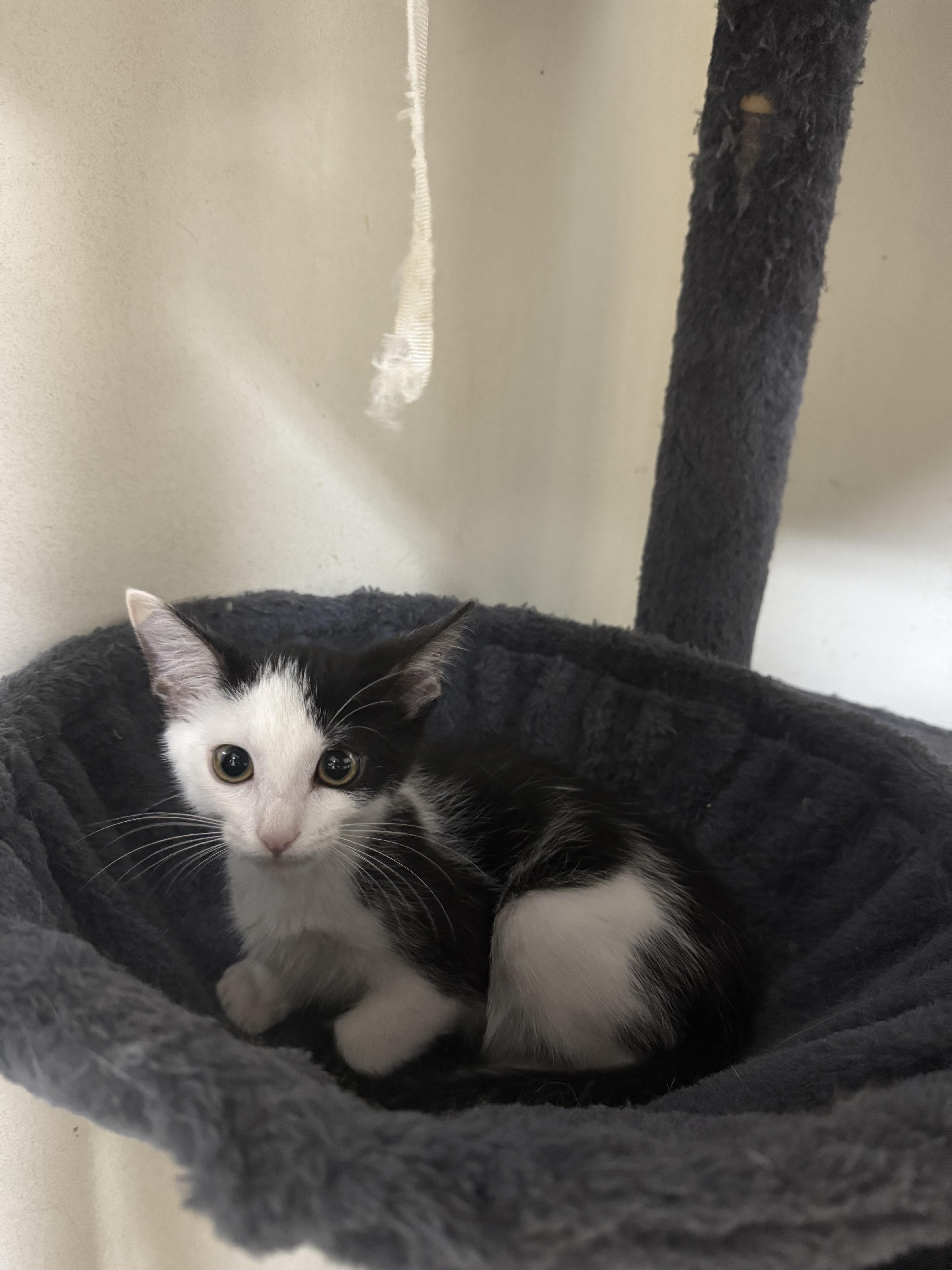 A baby small-sized male White Domestic Short Hair cat named Thorin for adoption in Hendersonville, TN