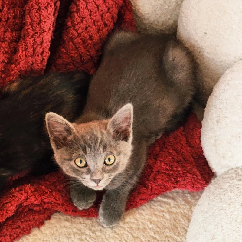 A baby medium-sized male Gray / Blue / Silver Tabby cat named Furio Tigre for adoption in Woodinville, WA