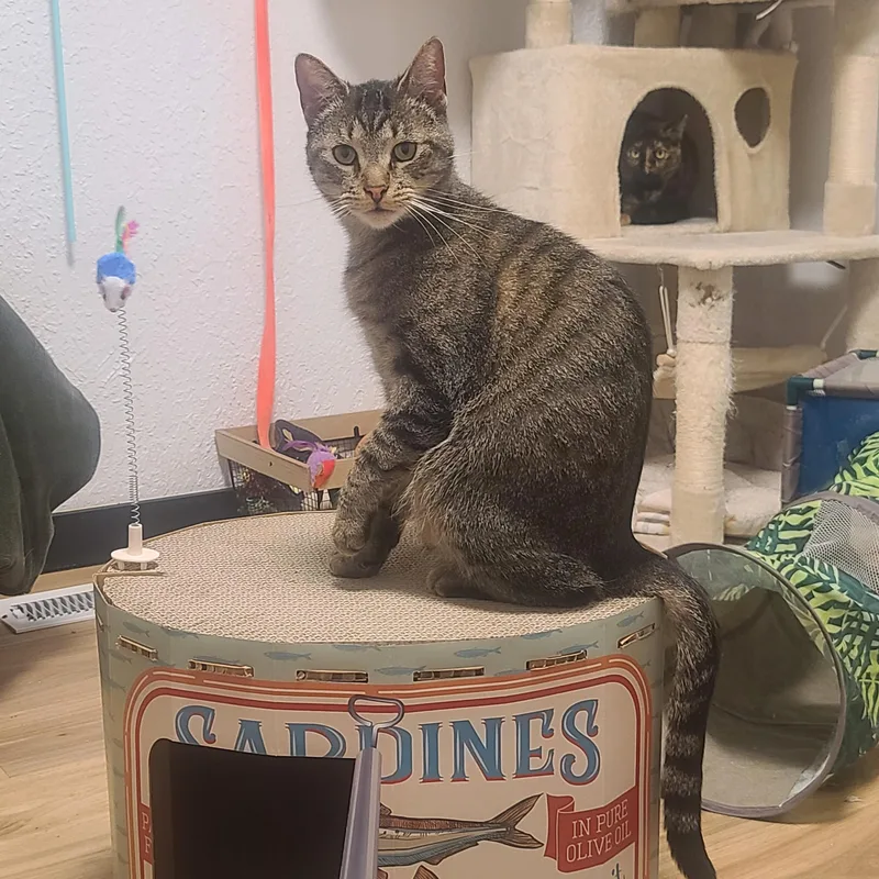 A young medium-sized male Domestic Short Hair cat named Isamu aka Mr Moo for adoption in Mission Viejo, CA