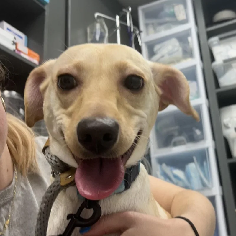 A young small-sized female Yellow / Tan / Blond / Fawn Mixed Breed dog named Guppy for adoption in Decatur, GA