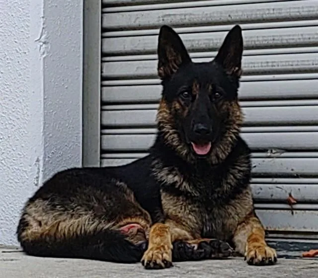 A young large-sized male German Shepherd Dog dog named Doug for adoption in Fort Lauderdale, FL