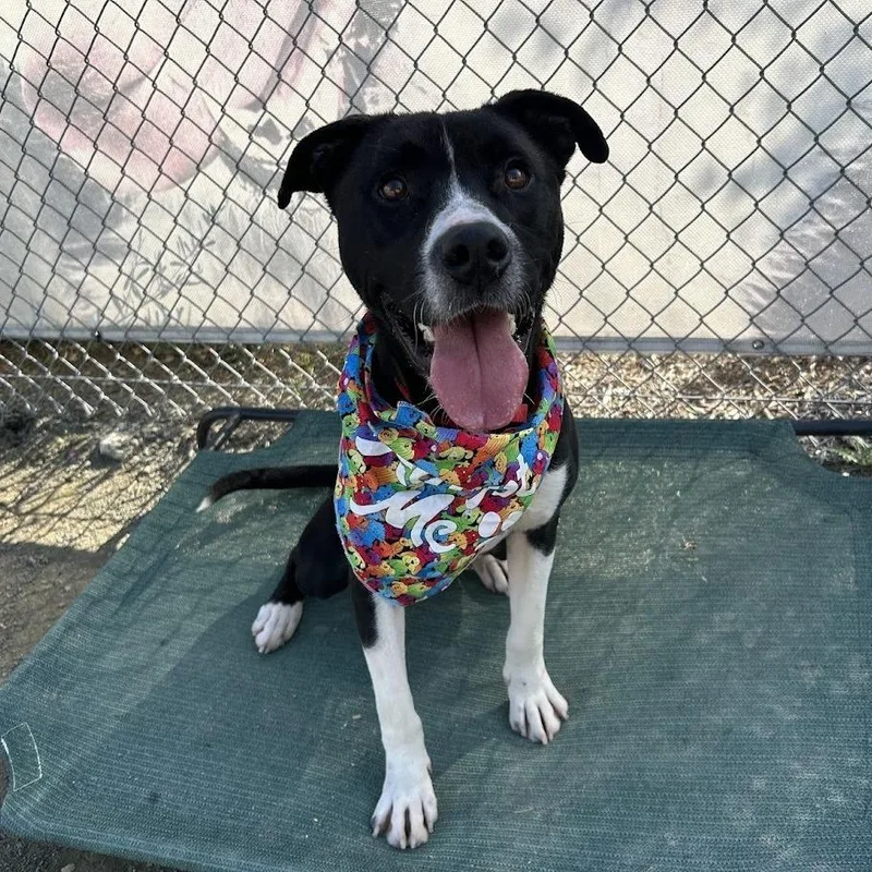 An adult large-sized male Black Pit Bull Terrier dog named James for adoption in San Gabriel, CA