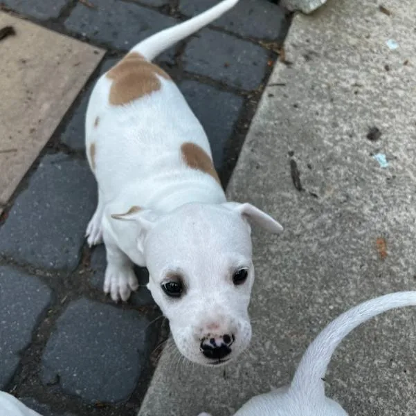 A baby medium-sized male White / Cream Mixed Breed dog named Lemon for adoption in Mebane, NC