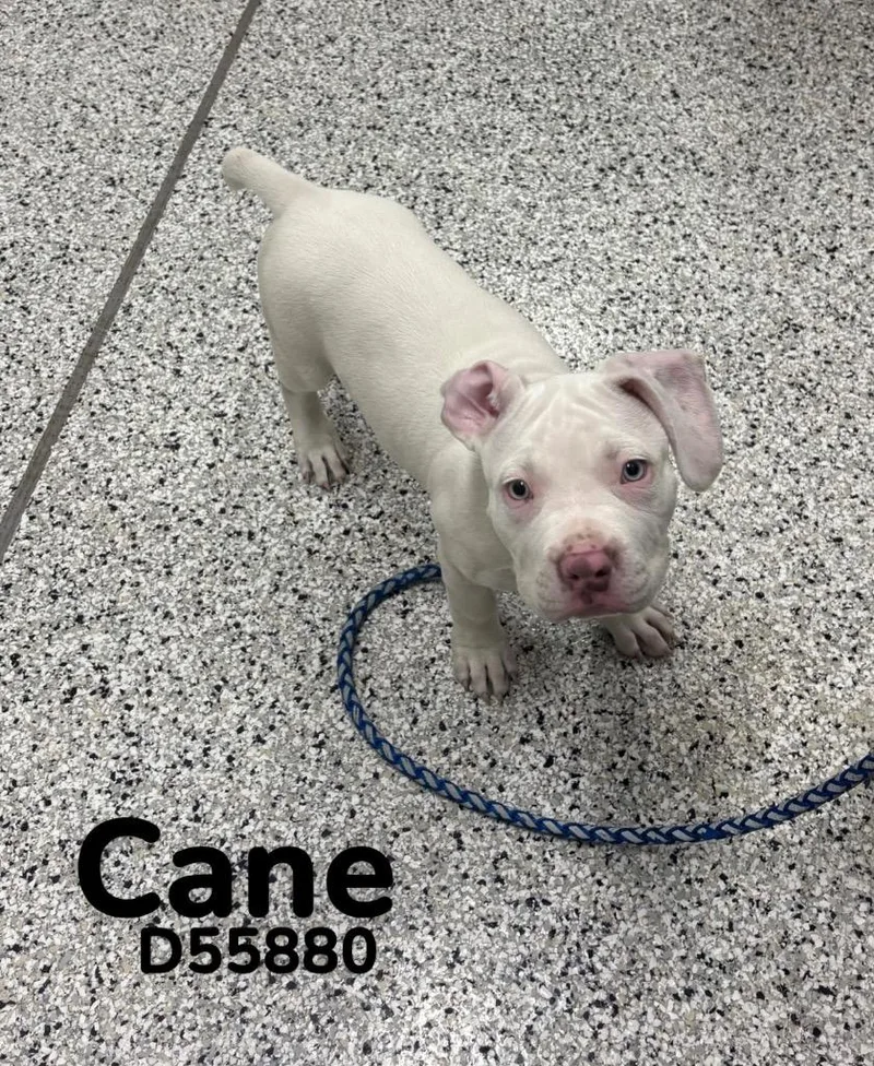 Cane