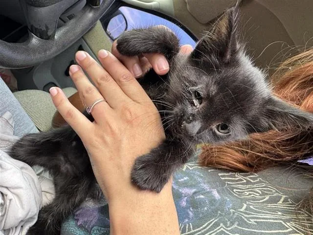 A baby small-sized male Domestic Short Hair cat named Christian for adoption in San Antonio, TX