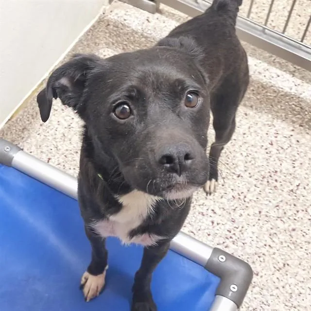 An adult medium-sized female Terrier dog named Queen for adoption in Tucson, AZ