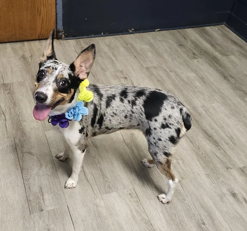 A young medium-sized female Australian Shepherd dog named Selene for adoption in Mansfield, OH