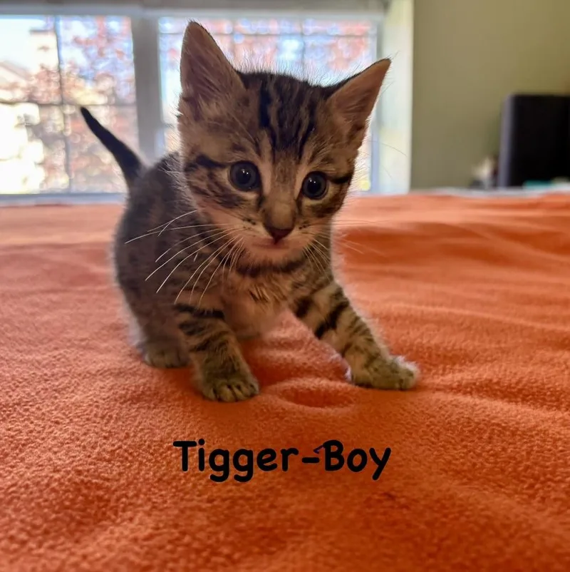 A baby small-sized male Tabby (Brown / Chocolate) Domestic Short Hair cat named Tigger for adoption in Telford, PA