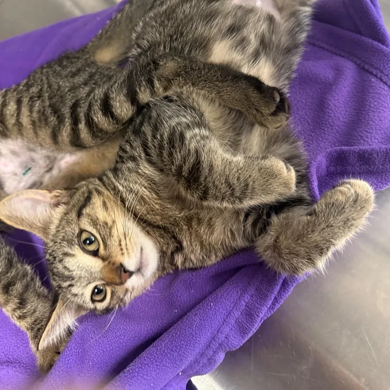 A baby medium-sized male Domestic Short Hair cat named Opposum for adoption in Spokane, WA
