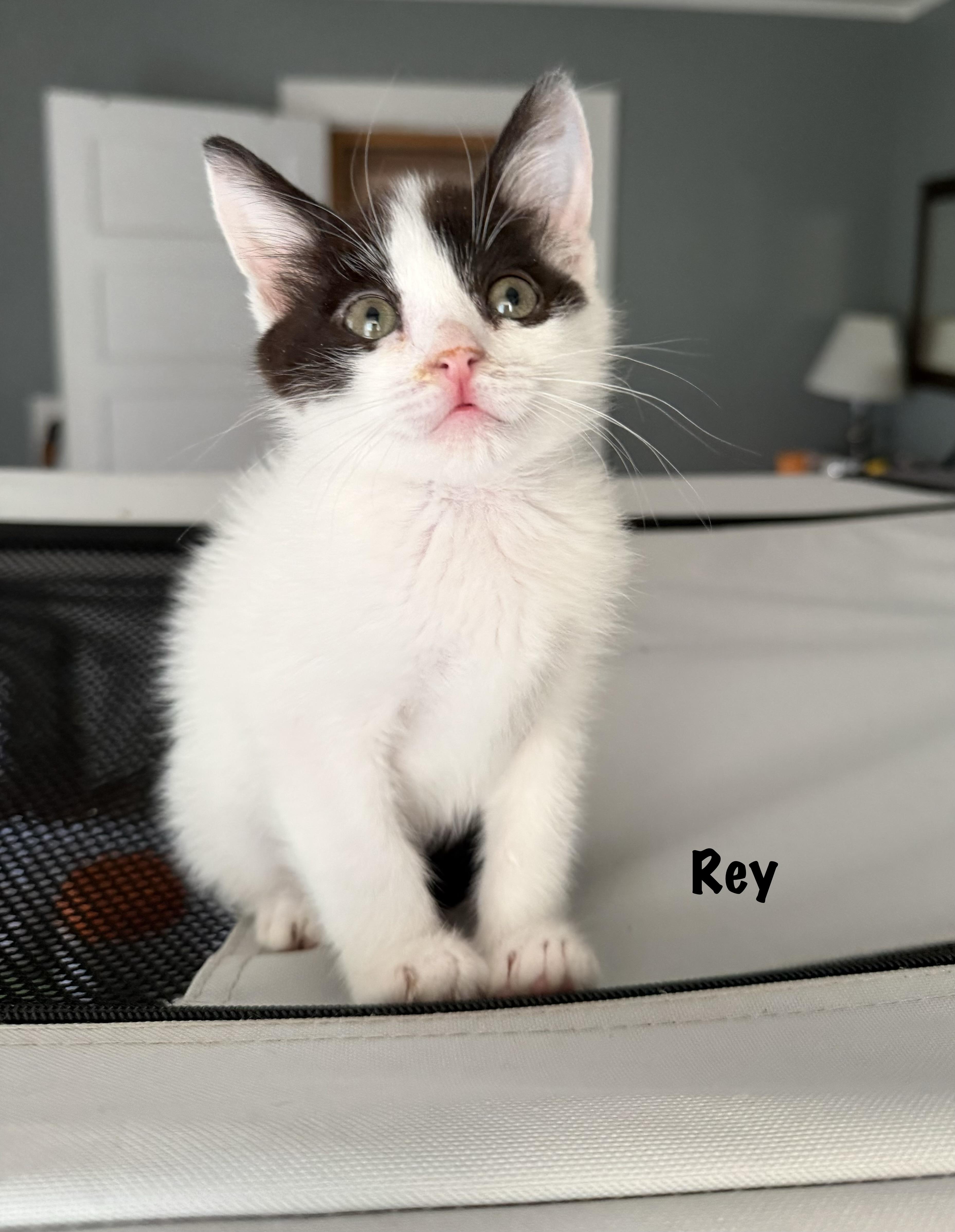 Reya thumbnail 2