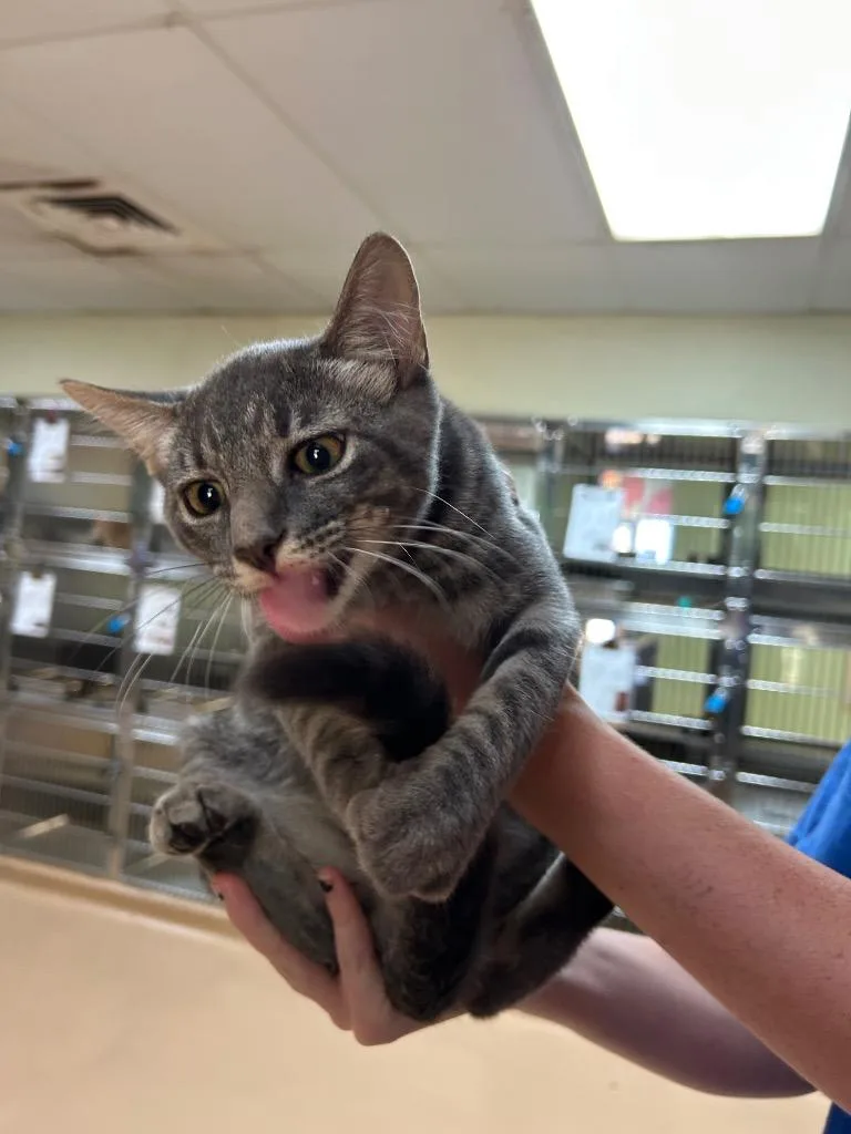 A baby large-sized male Tabby cat named Thatcher for adoption in Nacogdoches, TX