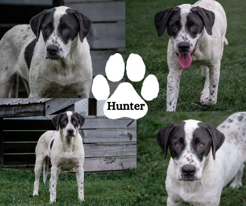 A young large-sized male White / Cream Mixed Breed dog named Hunter for adoption in Winchester, KY