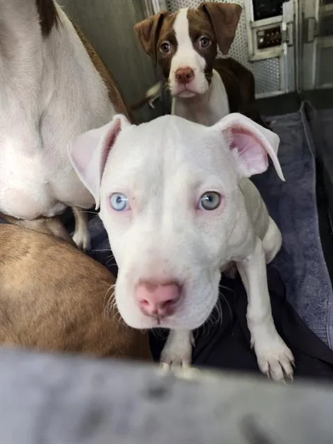 A baby small-sized female American Staffordshire Terrier dog named Guava for adoption in San Antonio, TX