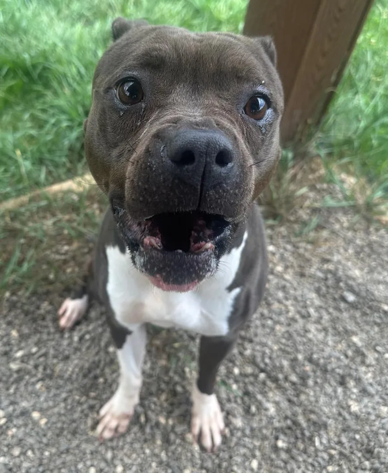 A senior medium-sized female American Staffordshire Terrier dog named Angelina for adoption in Burnsville, NC