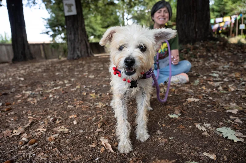 An adult small-sized male White / Cream Maltese dog named Matheo for adoption in Santa Rosa, CA
