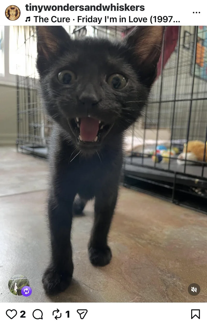 A baby medium-sized male Black Domestic Short Hair cat named Mustard for adoption in Oviedo, FL