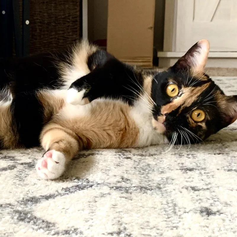 An adult large-sized female Calico Domestic Short Hair cat named Artemis for adoption in Riverside, CA