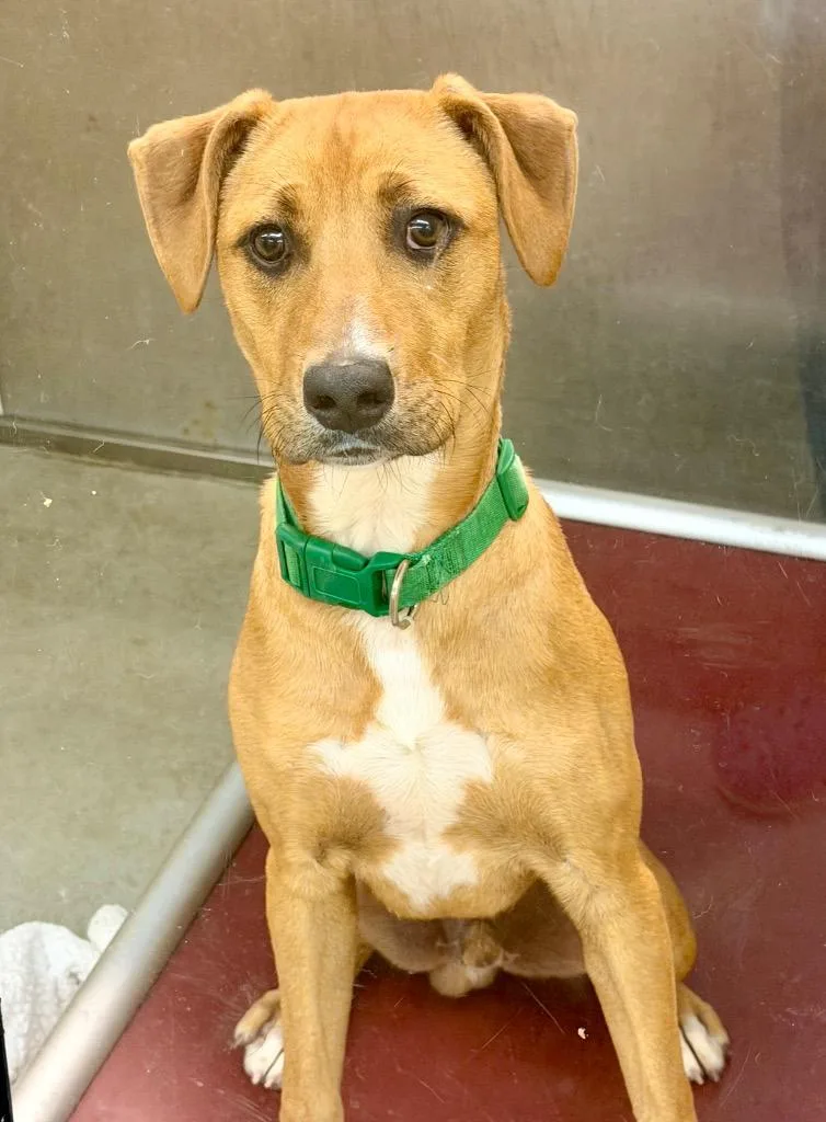 A baby medium-sized male Hound dog named Scrappy for adoption in Columbia, IL