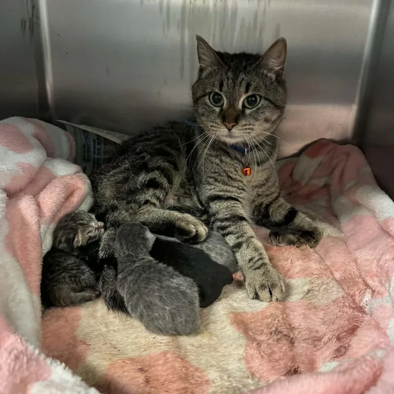 A baby small-sized female Gray / Blue / Silver Domestic Short Hair cat named Daffodils for adoption in Shinnston, WV