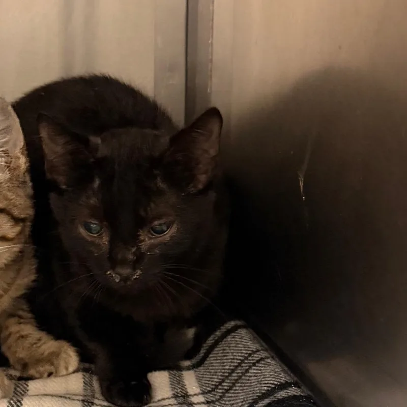 A baby small-sized female Black Domestic Short Hair cat named Shyra for adoption in Lynchburg, VA