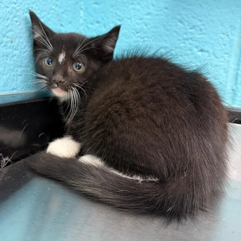 A baby small-sized female Domestic Medium Hair cat named Poppy for adoption in Philadelphia, PA