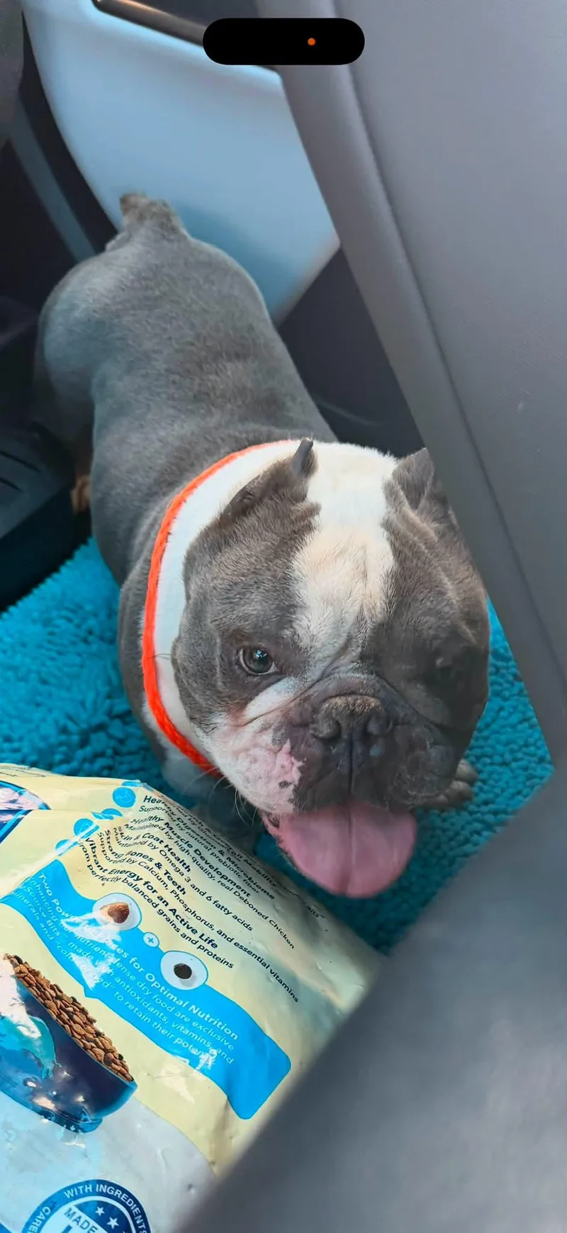 A young medium-sized male American Bulldog dog named Danny Devito for adoption in Union Beach, NJ